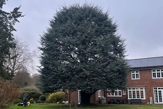 Blue Atlas Cedar Tree Crown Reduction In North London - Before