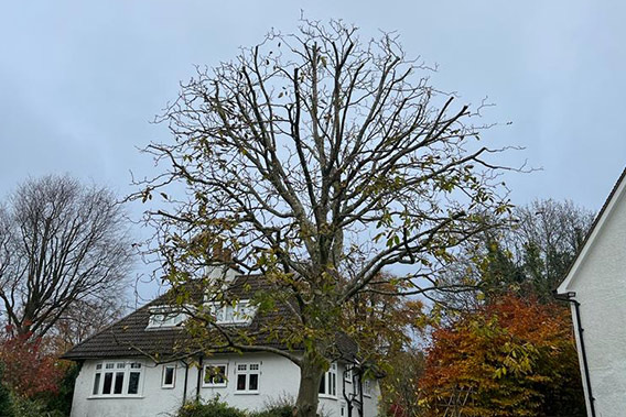 Crown Reduction In North London
