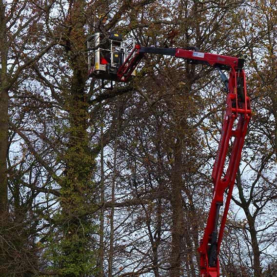 Tree Pruning In North London Using A Cherry Picker (MEWP)